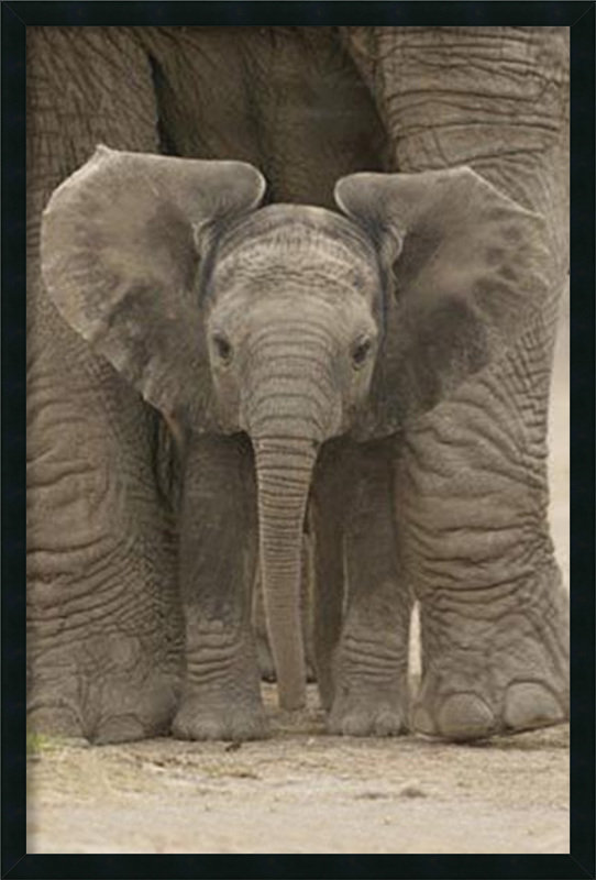 Amanti Art Big Ears Baby Elephant by Anonymous Framed Photographic